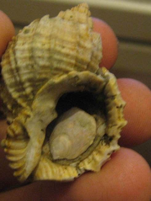 gasteropode da id